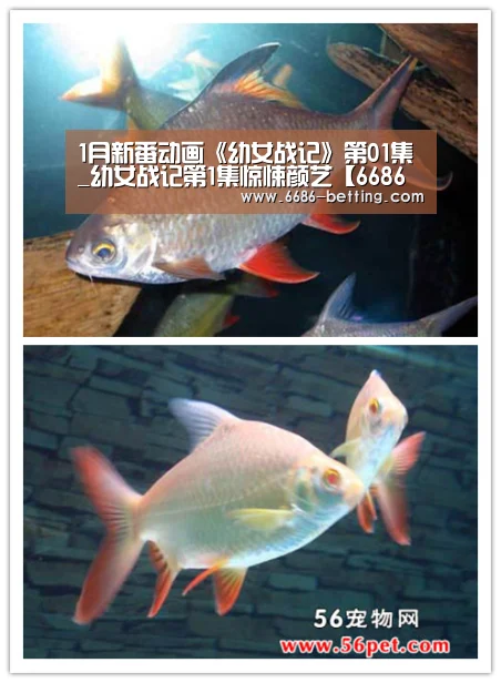 6686下载