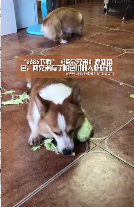 ‘6686下载’《海尔兄弟》添新角色,两兄弟有了粉色机器人妹妹萌萌(图2) 6686入口